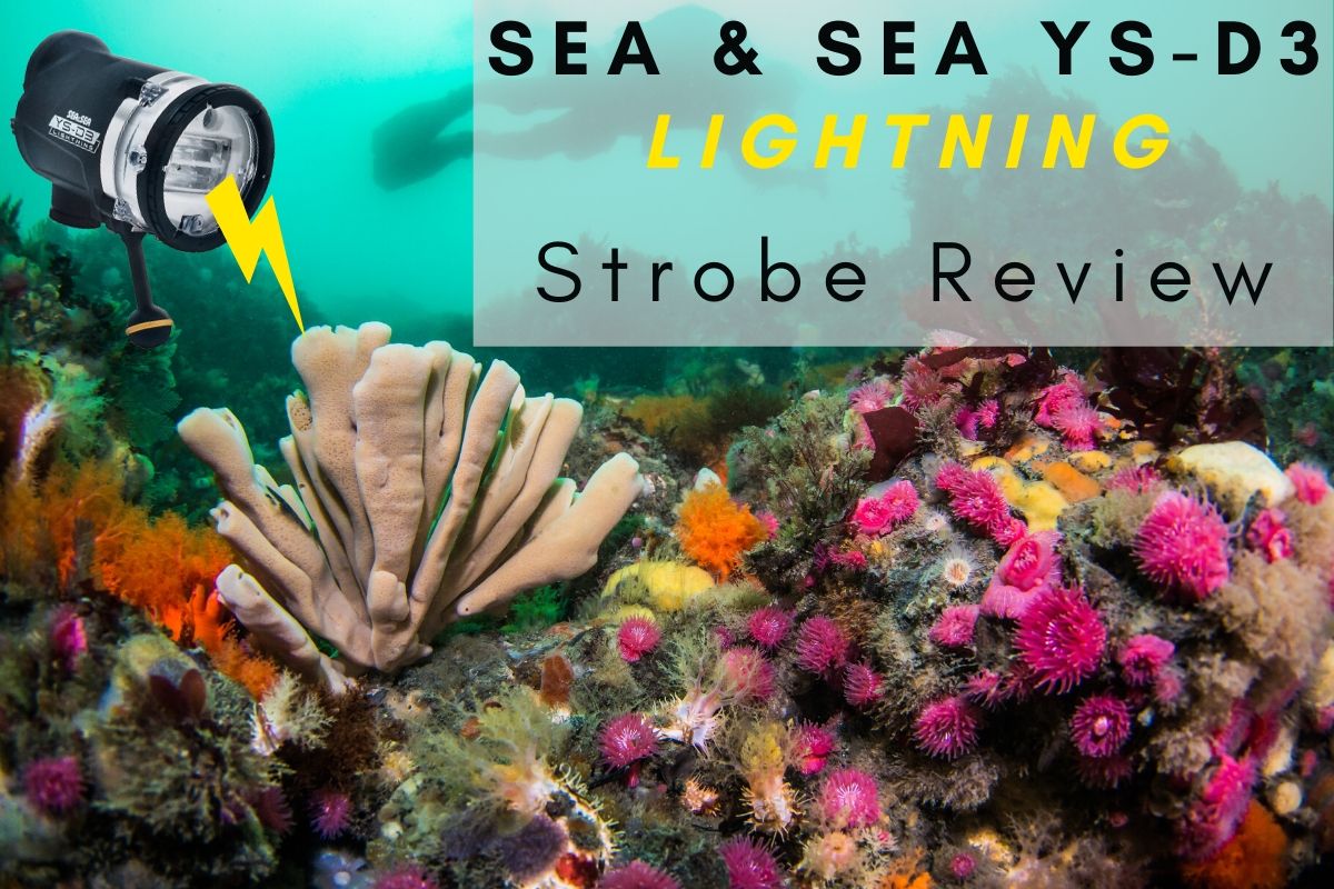 Sea & Sea YS-D3 Strobe Review - Underwater Photography Guide